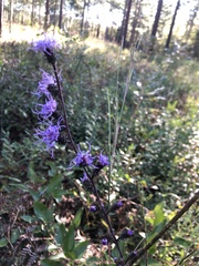Liatris