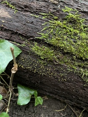 Chlorosplenium chlora