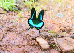 Papilio crino