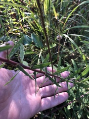 Liatris