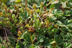 Gentiana squarrosa