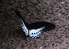 Papilio polymnestor