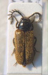 Drilus flavescens