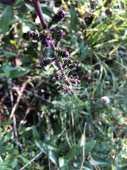 Liatris