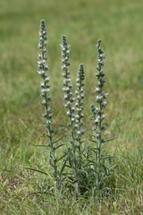 Echium italicum