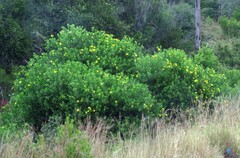 Osteospermum moniliferum