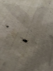 Eunemobius carolinus