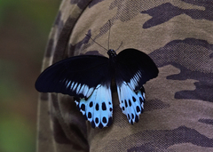 Papilio polymnestor