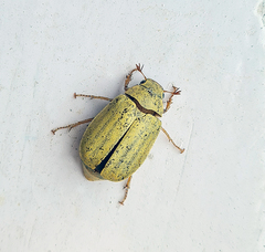 Melolonthinae