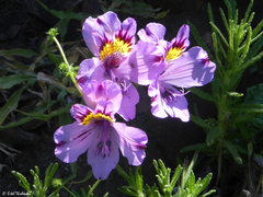 Alstroemeria philippii
