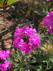 Glandularia canadensis