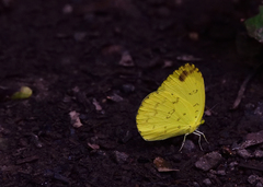 Eurema blanda
