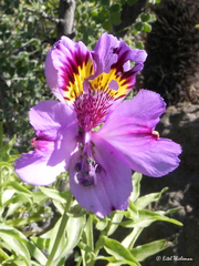 Alstroemeria philippii