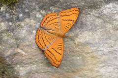 Pseudergolis wedah