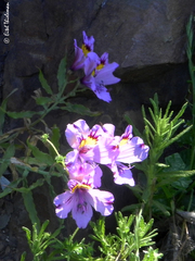 Alstroemeria philippii
