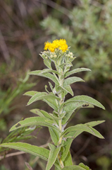 Pentanema germanicum