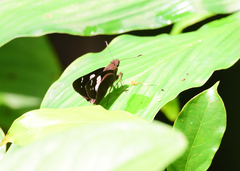 Notocrypta curvifascia