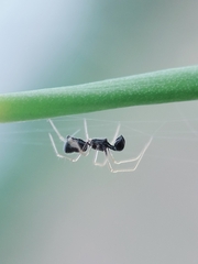 Coleosoma