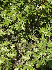 Quercus buckleyi