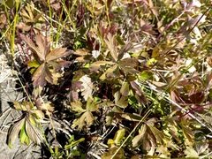 Anemonoides sylvestris