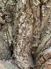 Coniophora puteana