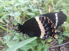 Papilio garamas