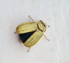 Melolonthinae