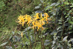 Lycoris chinensis