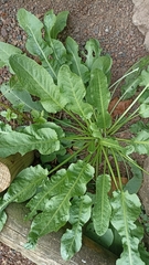 Rumex pulcher pulcher