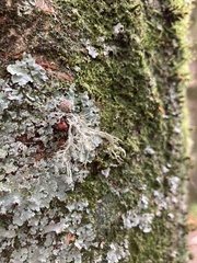 Ramalina farinacea
