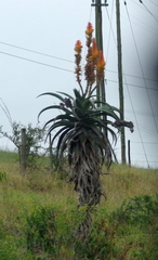 Aloe africana