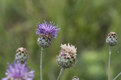 Centaurea scabiosa sadleriana