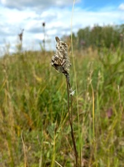 Anemonoides sylvestris