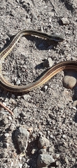 Thamnophis saurita saurita