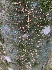 Nectria cinnabarina