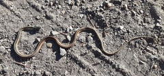 Thamnophis saurita saurita