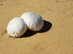 Calvatia booniana