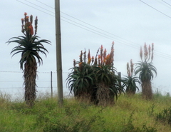 Aloe africana