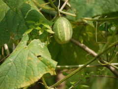 Cucumis sativus hardwickii