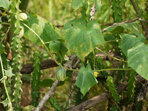 Cucumis sativus