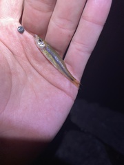 Clinostomus elongatus