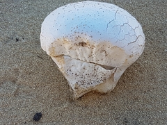 Calvatia booniana