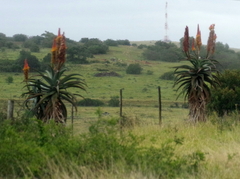 Aloe africana
