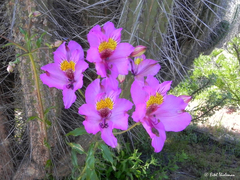 Alstroemeria philippii