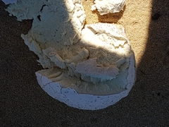 Calvatia booniana