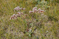 Goniolimon speciosum