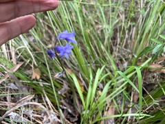 Hyacinthoides