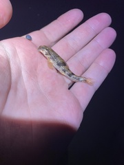 Hypentelium nigricans