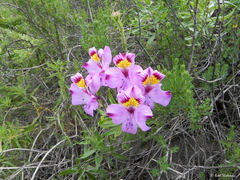 Alstroemeria philippii