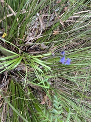 Hyacinthoides
